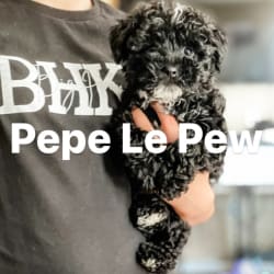 Pepe Le Pew