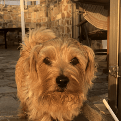Norfolk terrier cross poodle deals