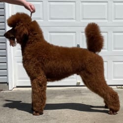 Catoctin furnace standard hot sale poodles