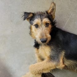 Border collie airedale mix on sale