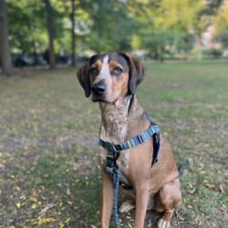 Blue tick mountain cur 2025