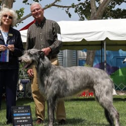 Caerwicce deerhounds cheap