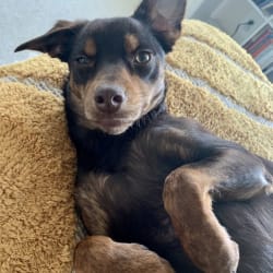 Border collie miniature pinscher mix clearance