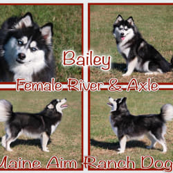 Bailey Red collar
