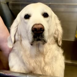 Embark Dog Dna Test Breed