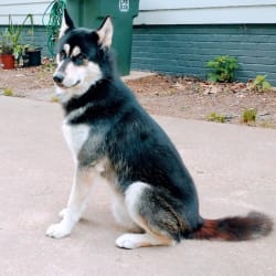 Polo aka Wolfy
