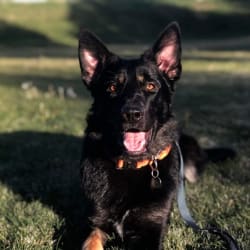 Ludo