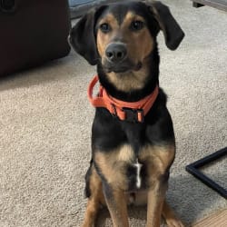 Coonhound and german shepherd mix discount