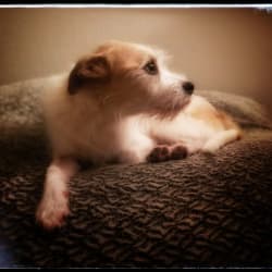 Murphy