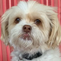 Embark Dog Dna Test Breed