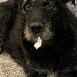 mezcla de laboratorio airedale terrier