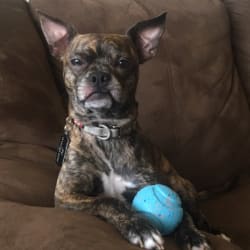 Brindle boston hotsell terrier chihuahua mix