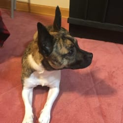 lagotto of house woller