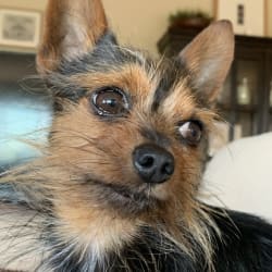 Yorkie and miniature discount pinscher mixed