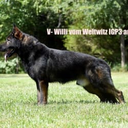 V-Willi von Weltwitz IGP3 KKL