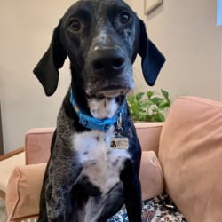 Great dane german shorthaired pointer mix shop