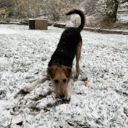 mezcla de laboratorio airedale terrier