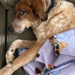 Red heeler discount hound mix
