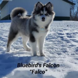 Bluebird's Falcon