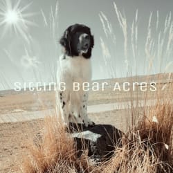 Sitting Bear Acres - Baloo