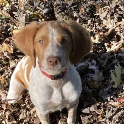 Brittany spaniel shop german shorthair mix