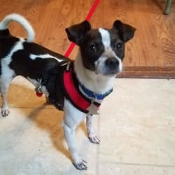 Freddie mercury dog dna test clearance