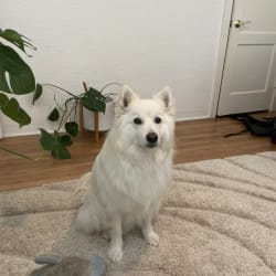 Embark Dog DNA Test Breed