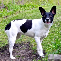 Fat toy fox terrier on sale