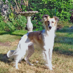 long haired whippet puppies for sale