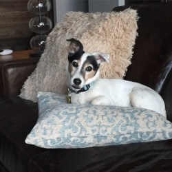 Frankie