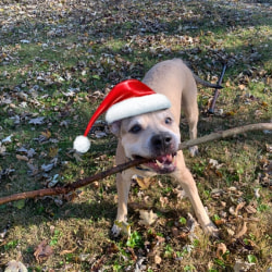 embark