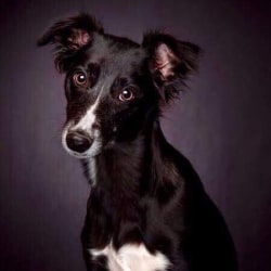 Embark Dog Dna Test Breed