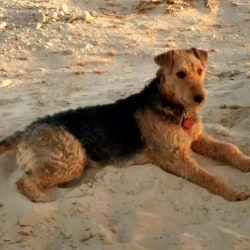 Airedale terrier beards deals