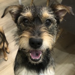 Australian shepherd schnauzer mix puppies 2025