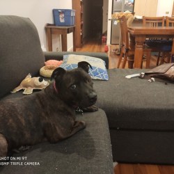 Staffordshire Bull Terriers Dog Breed Info Photos Common Names And More Embarkvet