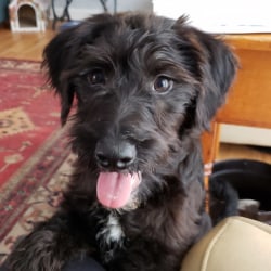 Embark Dog DNA Test Breed