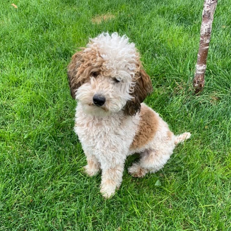 Finn, a Poodle (Small) tested with EmbarkVet.com