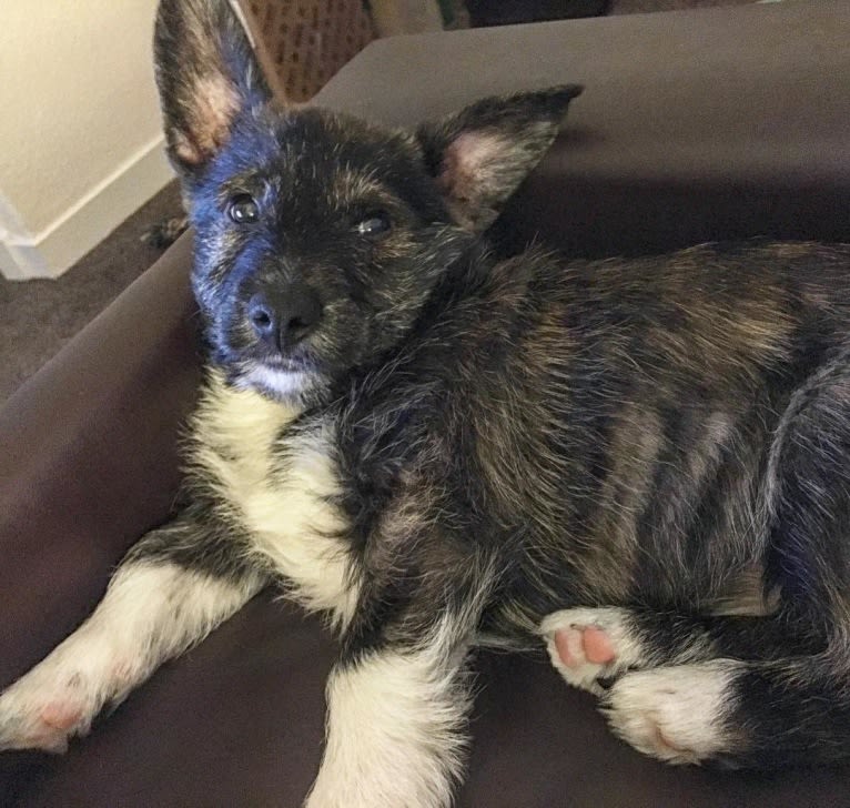 Embark Dog DNA Test Link gallery