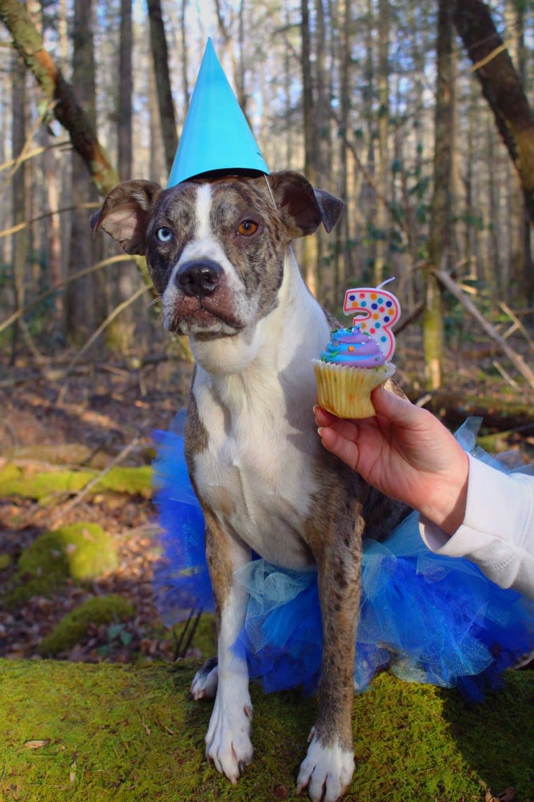 Hammer, a Boston Terrier and Australian Cattle Dog mix tested with EmbarkVet.com