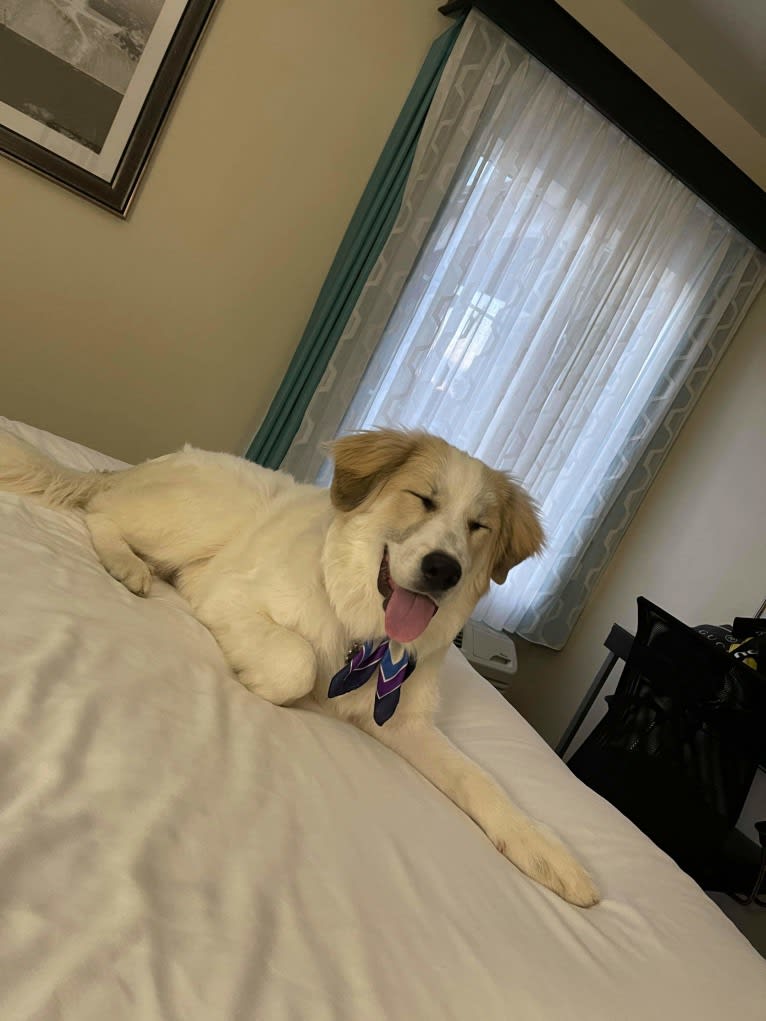 Dior, a Great Pyrenees tested with EmbarkVet.com