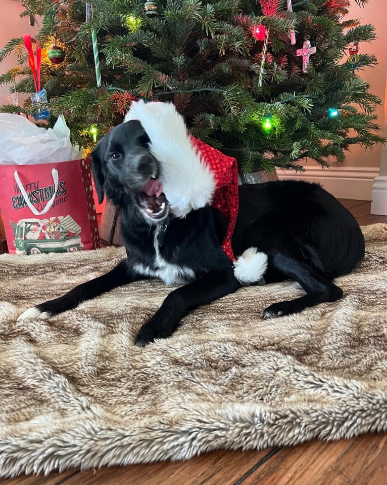 Ryliejane, a Labrador Retriever and Border Collie mix tested with EmbarkVet.com