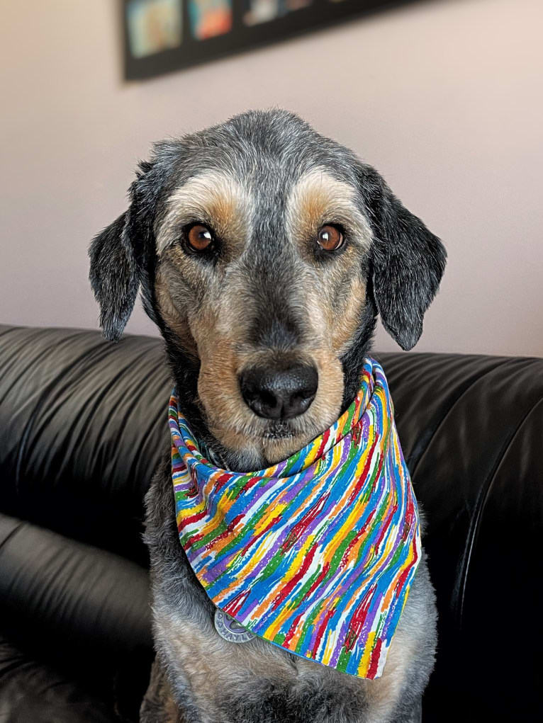 Hayley, an Aussiedoodle tested with EmbarkVet.com