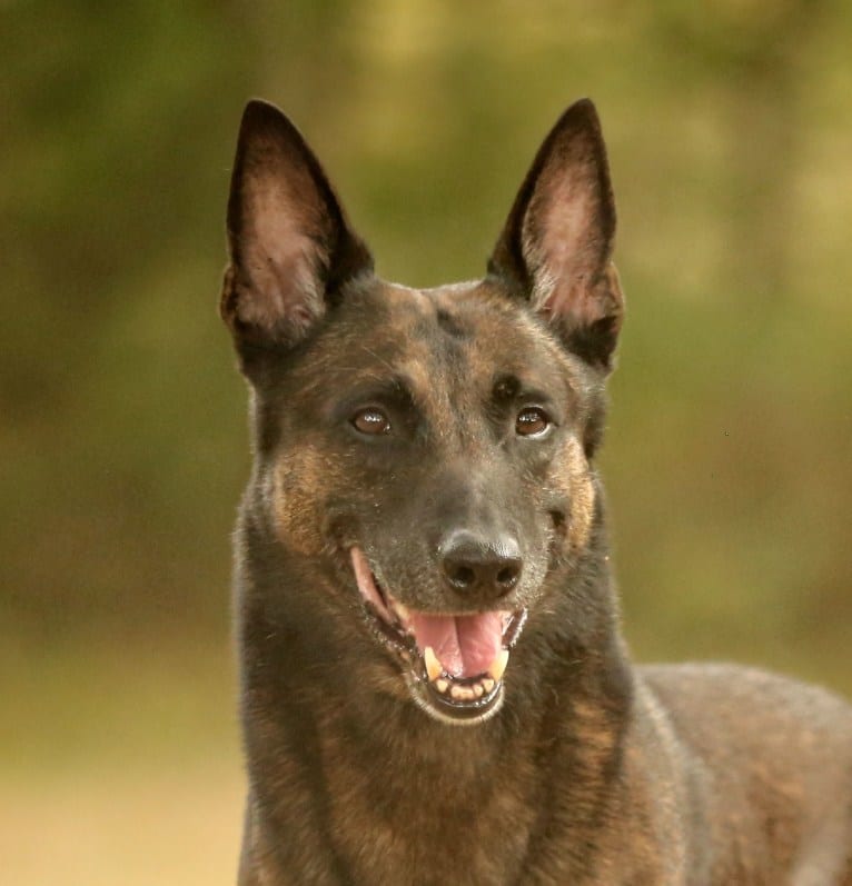 Magnum, a Belgian Shepherd tested with EmbarkVet.com