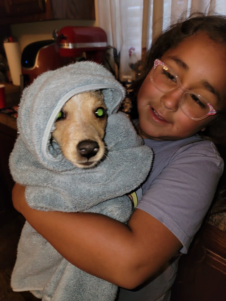 Bella Rose Williams, a Chihuahua and Dachshund mix tested with EmbarkVet.com