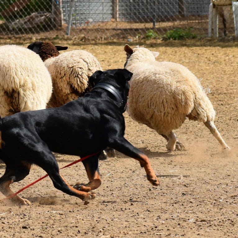 Wüstenhaus Samson, a Rottweiler tested with EmbarkVet.com