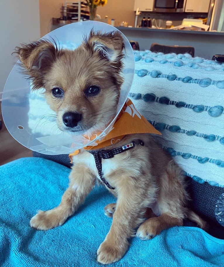 Photo of Teddy, a Chihuahua, Poodle (Small), Pomeranian, Pekingese, and Miniature Pinscher mix in Walnut Creek, CA, USA