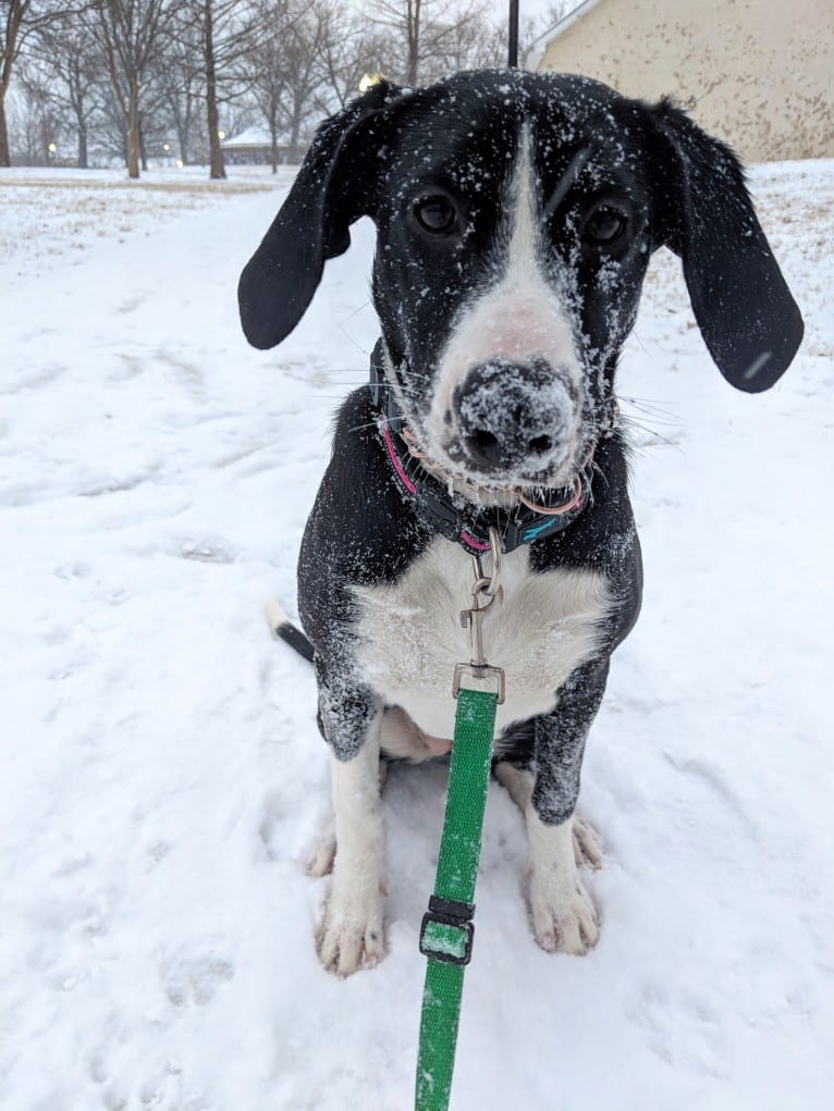 Piper, a Treeing Walker Coonhound and Border Collie mix tested with EmbarkVet.com