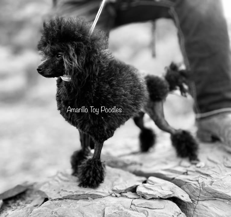 Pierre, a Poodle (Small) tested with EmbarkVet.com