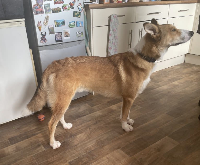 Echo, a Border Collie and German Shepherd Dog mix tested with EmbarkVet.com