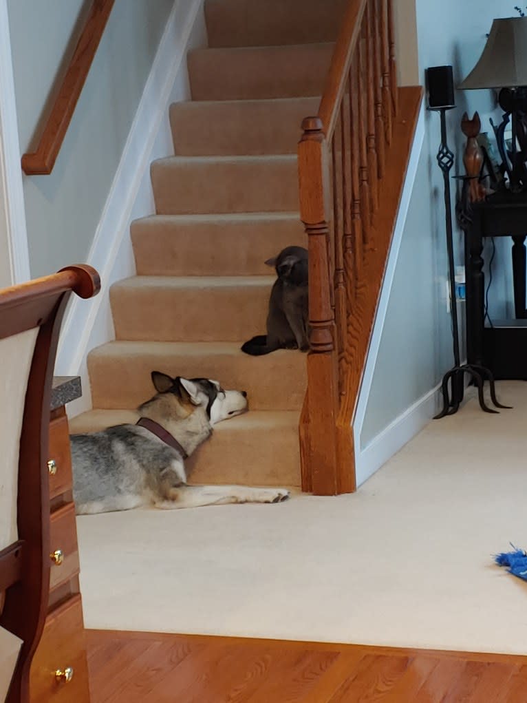 Kimber, an Alaskan Malamute tested with EmbarkVet.com
